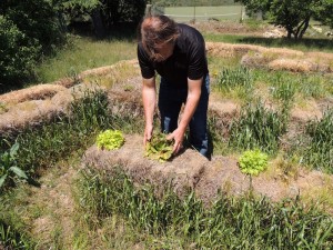 cultiver dans la paille