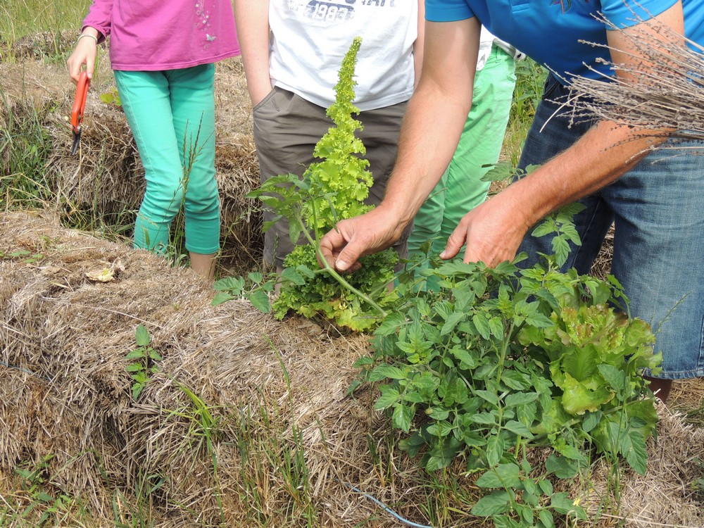 cultiver dans la paille