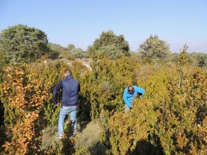 labyrinthe végétal