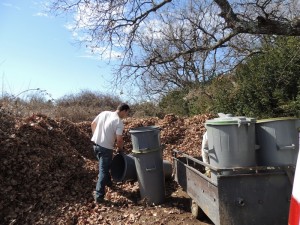 compost des feuilles de chênes