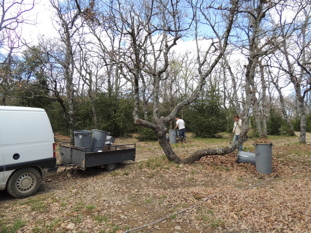 compost des feuilles de chênes