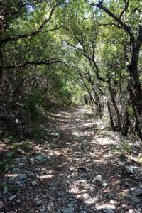 hike in undergrowth