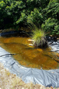 natural pond