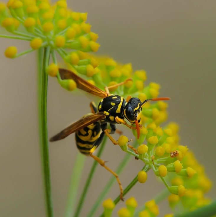 insectes du camping