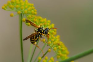 insects of the campsite