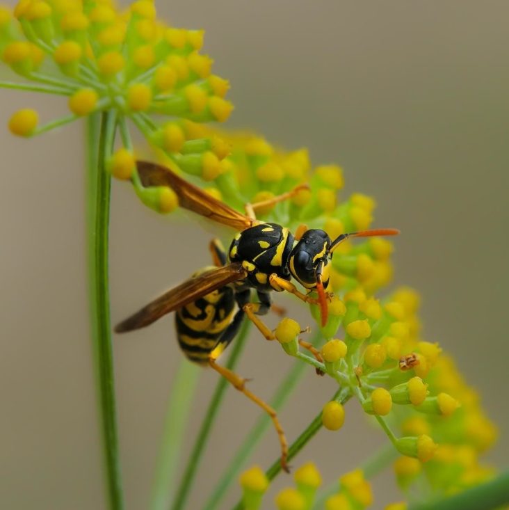 insects of the campsite